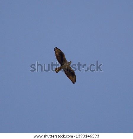 Bonelli's Eagle
Hieraaetus fascitus
Águia-de-bonelli