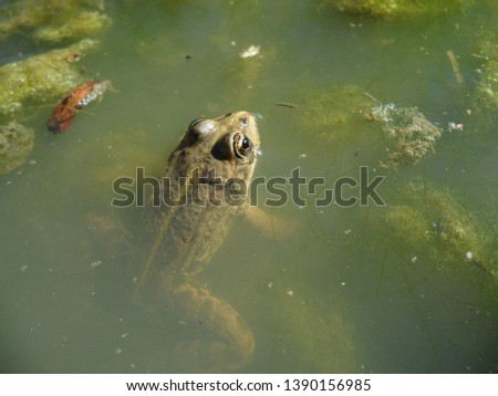 Toad in a puddle of water