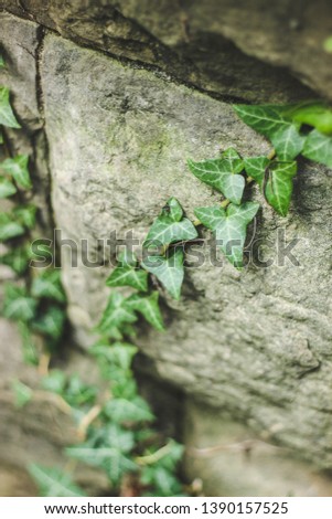 bright ivy on the wall of an ancient house