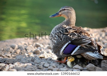 Close-up shot of a mother duck protecting her ducklings.