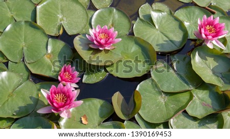 Water lilies Nymphaeaceae with pink flowers