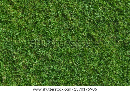 Green lush grass texture background