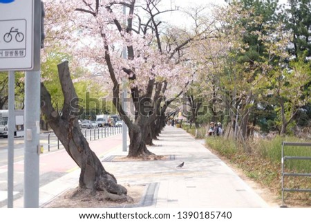 Sakura Festival in South Korea