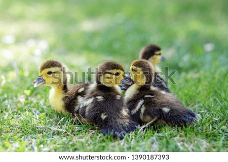 Little ducklings walk on the grass. The concept of pets, farm, farming.