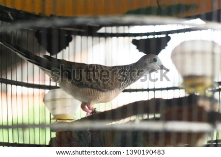 The spotted dove or (spilopelia chinensis) or mountain dove or pearl-necked dove or lace-necked dove or spotted turtle-dove in wooden cage. Found in southeast asia and pet for competition.