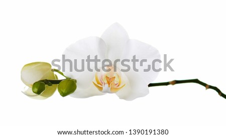 Orchid isolated on white background. Closeup. Royalty-Free Stock Photo #1390191380