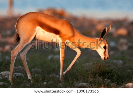 Springbok (Antidorcas marsupialis),  Etosha National Park, Namibia.