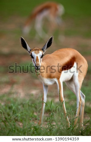 Springbok (Antidorcas marsupialis) - Young, Kgalagadi Transfrontier Park, Kalahari desert, South Africa.