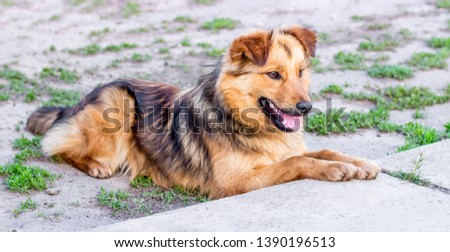 A beautiful shaggy dog lays on the ground and protects the farm
