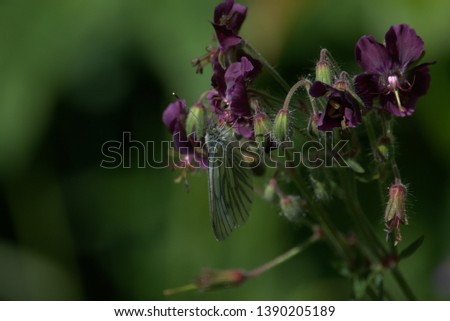 White butterfly pollinating a geranium flower