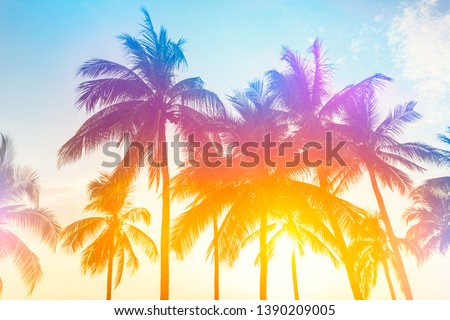 Coconut tree at tropical coast,made with Vintage Tones,Warm tones