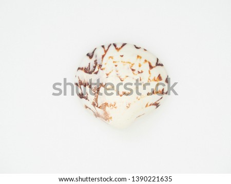 Close-up shells placed on a white background