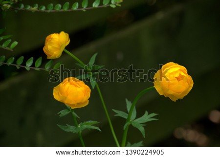 Image of a trollius or Chinese globe flower