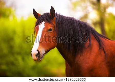 portrait of a beautiful horse in nature