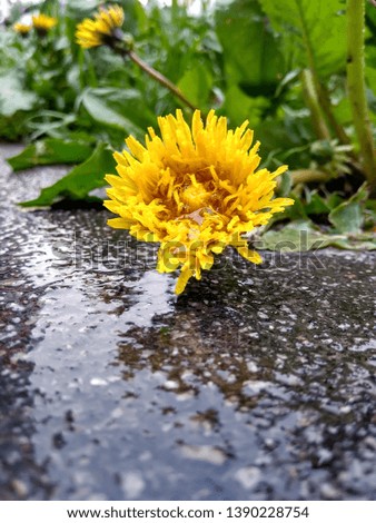 Yellow flower Dandelion after rain