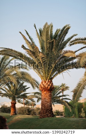 Green beautiful palm tree summer 