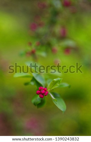 A close-up of an apple tree blossom with everything else rendered into a creamy blur