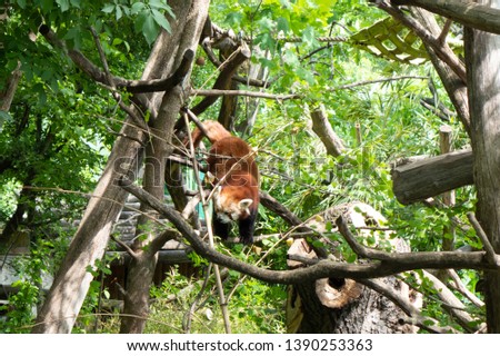 Red panda in a tree.