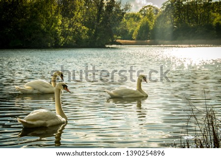 beautifuls swans in the lake in Paris