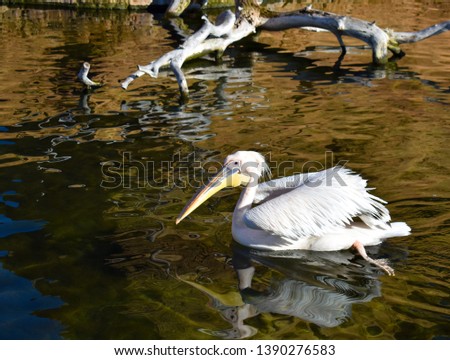 a white pelican swimming on the water of a pond. The pelican is swimming moving its legs and creating waves on the quite water. Horizontal photo