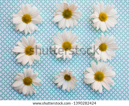Background with flowers. Flat lay with camomiles on boho pettern.