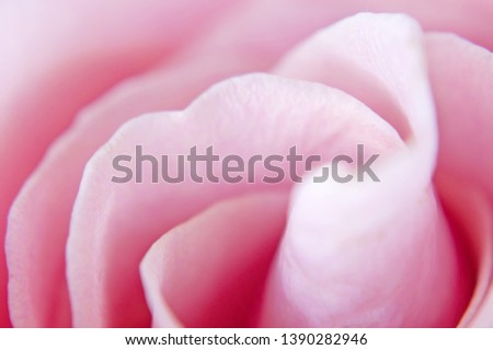 beautiful pink rose flower macro