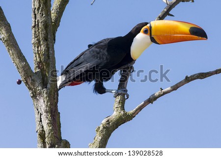 Excotic Toucan bird in a tree on a blue sky