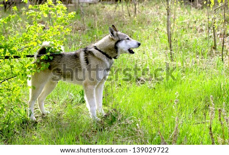 hunting dog Laika on the nature