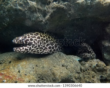 Moray eel dodging in the rock channel. Moray eels, or Muraenidae are a family of eels whose members are found worldwide. Gymnothorax favagineus