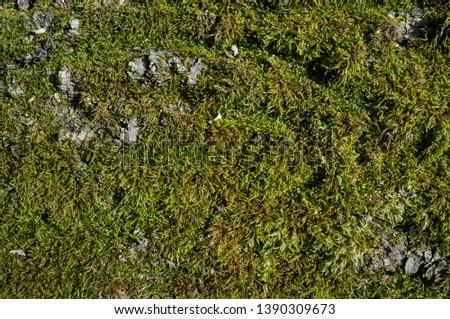Poplar Tree Bark or Rhytidome covered with Green Moss Texture Detail in Spring Forest