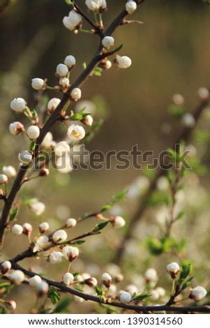 Blooming twig of apple tree in spring in the garden