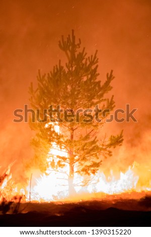night fire in the forest