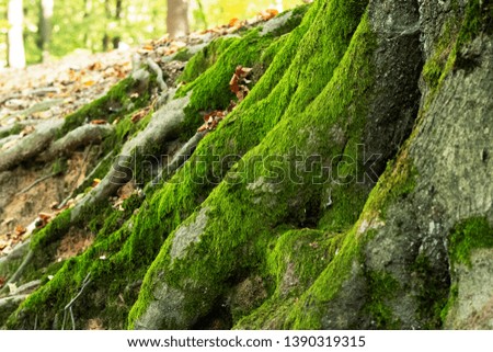moss on tree roots in spring forest		