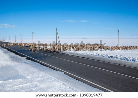 Extreme north, Yamal,A large herd of reindeer crossing the road