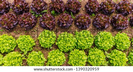 Lettuce leaves on garden beds in farmland.Gardening  background with green Salad plants in the open ground,
