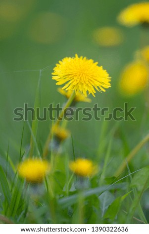 Yellow Dandelions on a Green Background with Grass during Sunshine in the Forest