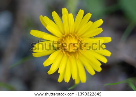 Yellow Dandelions on a Green Background with Grass during Sunshine in the Forest