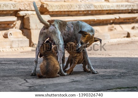 Three brown puppies with mom near the Indian temple. Khajuraho. Royalty-Free Stock Photo #1390326740