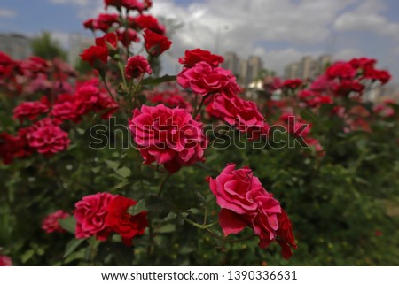 Flowers roses flowering in roses garden