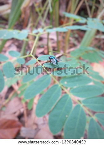 Green flies above the leaves