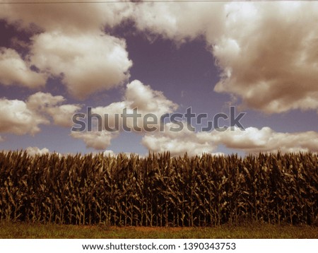 Corn field on a cloudy day