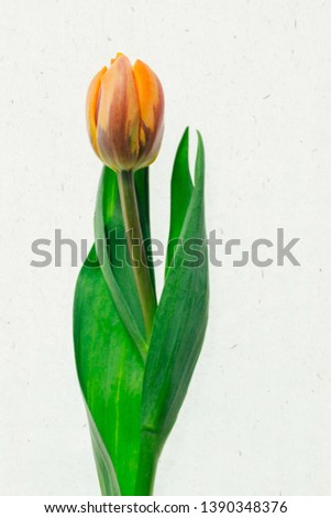 Single orange tulip shot in lightbox against paper texture.