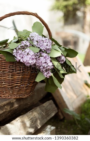 bouquet of lilacs in a basket