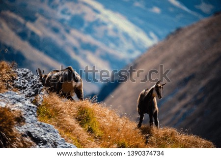 wild goats resting and feeding in mountain pastures. slovakia Tatra mountains