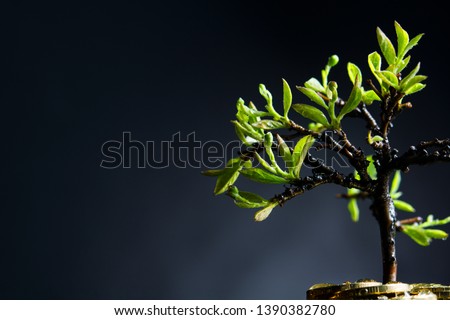 money tree with coins after the rain on a dark background