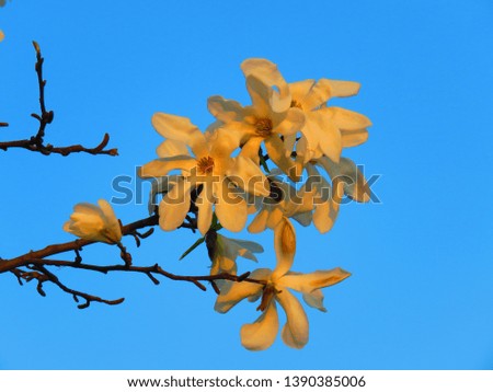 flowers of Saucer magnolia, Magnolia soulangeana,