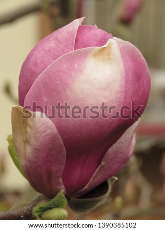 flowers of Saucer magnolia, Magnolia soulangeana,