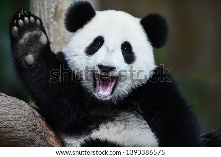 A playful happy panda in China Royalty-Free Stock Photo #1390386575