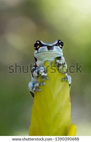 Tiny amazon milk frog on yellow bud, Panda Bear Tree Frog
