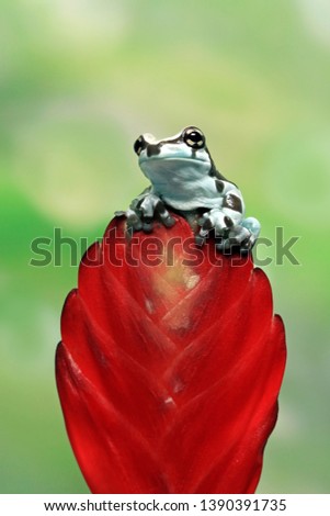 Tiny amazon milk frog on red bud, Panda Bear Tree Frog